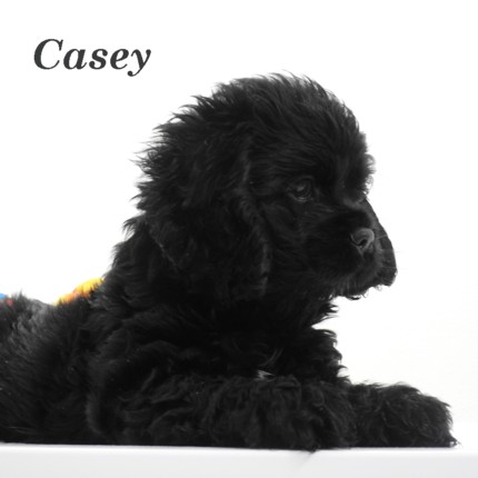 puppy, for, sale, Cocker Spaniel, Joe & Cherri  Overlease, dog, breeder, Miller, MO, dog-breeder, puppy-for-sale, forsale, nearby, find, puppyfind, locator, puppylocator, aca